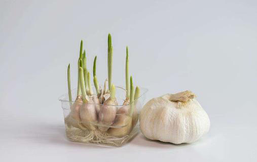 農業科普:你所不知道的大蒜的秘密,帶你走進大蒜的世界