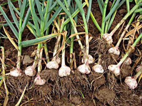 農業科普:你所不知道的大蒜的秘密,帶你走進大蒜的世界