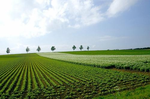 現代農業發展趨勢如何?有哪些新模式?