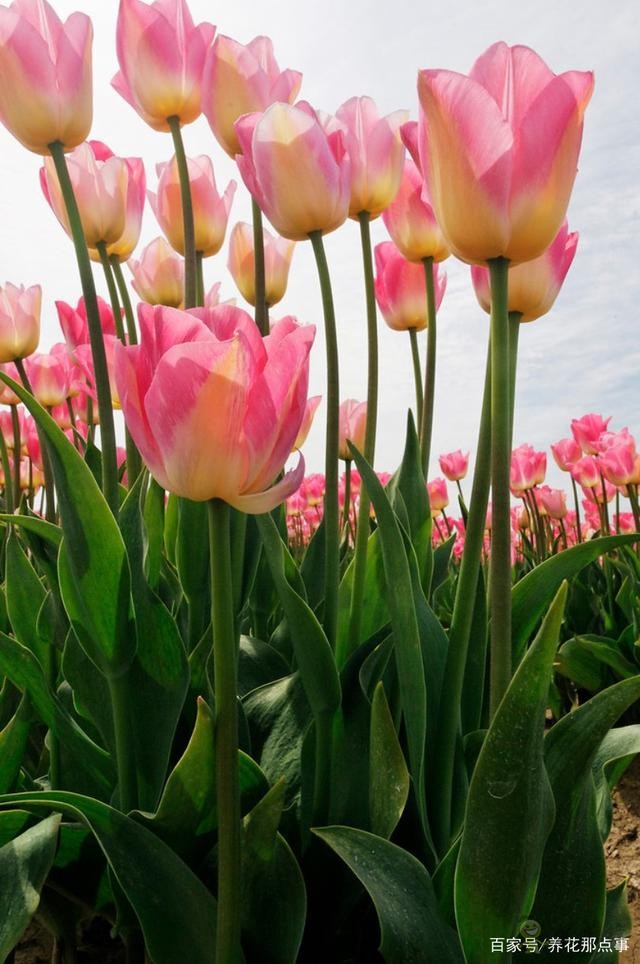 透過(guò)郁金香看荷蘭的現(xiàn)代農(nóng)業(yè)，切花球根都能賣(mài)，還能吸引觀光客