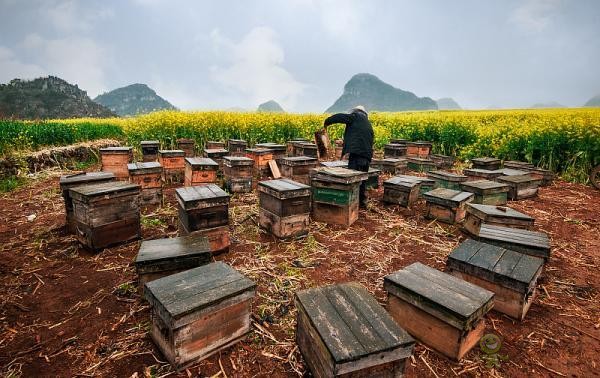 蜜蜂與現代農業:從“取一半,留一半”到“送蜜蜂上戰場”