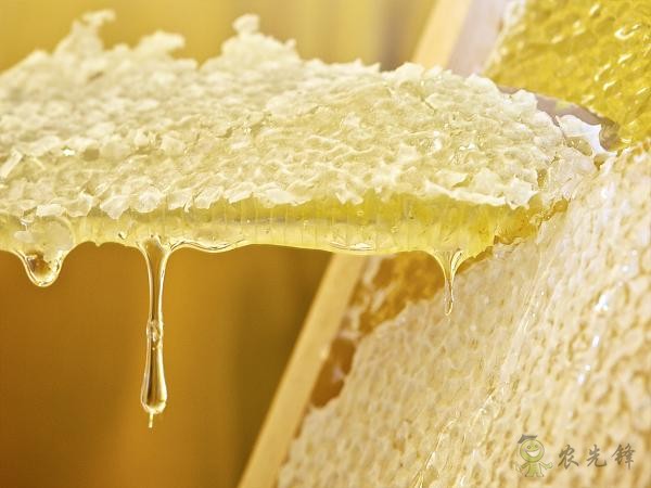 蜜蜂與現代農業:從“取一半,留一半”到“送蜜蜂上戰場”