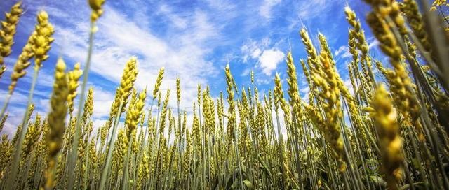 智慧農業的5大優勢!