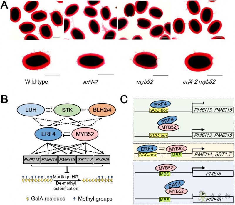 研究揭示植物精細調(diào)控細胞壁果膠甲酯化修飾程度新機制