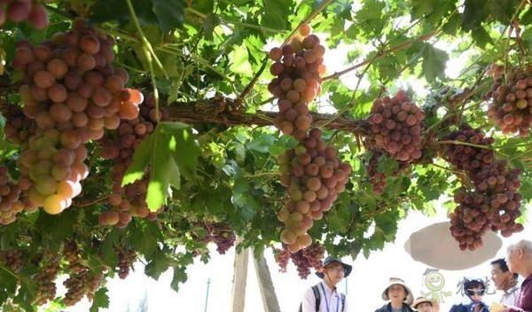 農(nóng)業(yè)扶貧