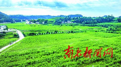 儀隴:發(fā)展現(xiàn)代農(nóng)業(yè) 引領(lǐng)鄉(xiāng)村振興