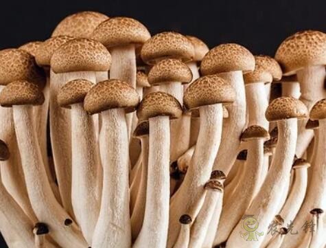 采摘成功率可達(dá)97%,蘑菇采摘機(jī)器人