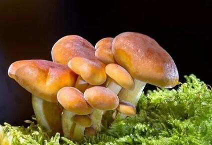 采摘成功率可達(dá)97%,蘑菇采摘機(jī)器人