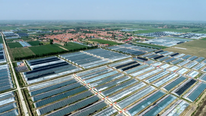 從平度實踐找尋脫貧與振興有效銜接的&ldquo;產業密碼&rdquo;