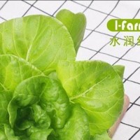 王琦菜 陜西旭田光電農業科技有限公司