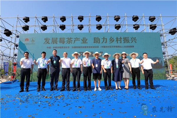 湖南張家界:發展莓茶產業 助力鄉村振興