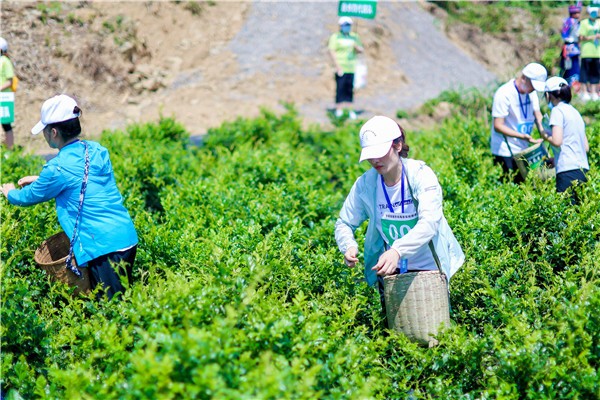 湖南張家界:發展莓茶產業 助力鄉村振興
