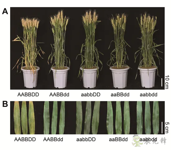 科研進展丨具有高產(chǎn)和氮高效利用潛力的小麥新種質(zhì)誕生