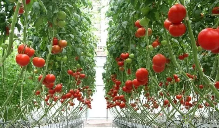 無土栽培:讓農業告別“靠天吃飯”