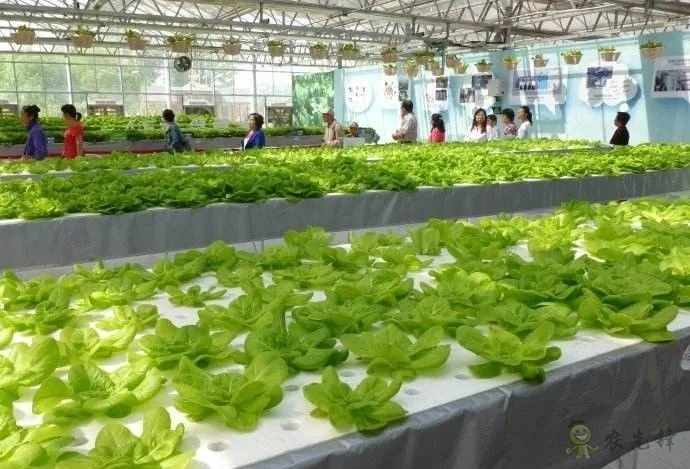 無土栽培:讓農業告別“靠天吃飯”