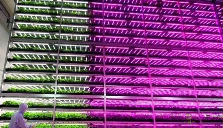 無土栽培:讓農業告別“靠天吃飯”