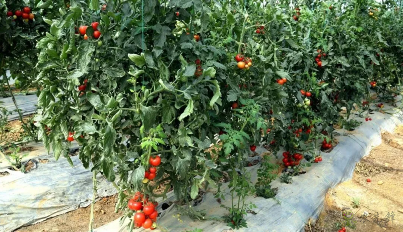 平桂區：現代設施農業催生&ldquo;產業村&rdquo;