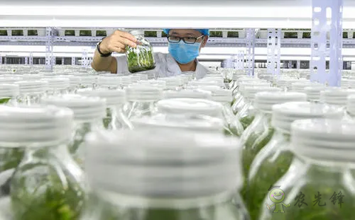 中外生物育種存在三大差距,專家建議打造“種業航母”