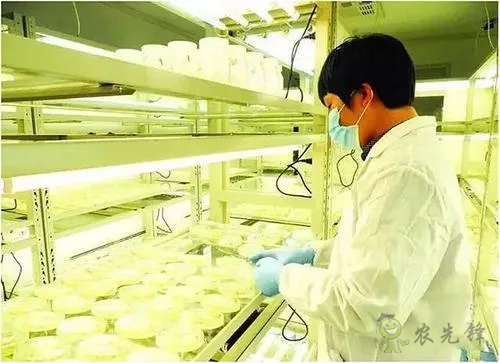 中外生物育種存在三大差距,專家建議打造“種業航母”