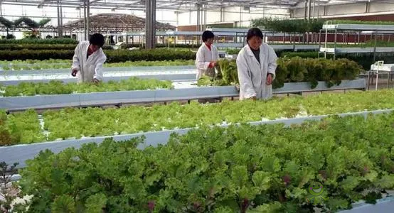 中外生物育種存在三大差距,專家建議打造“種業航母”