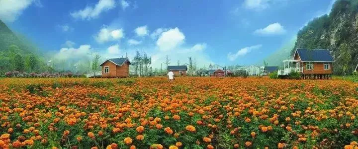 當(dāng)代中國農(nóng)業(yè)轉(zhuǎn)型技術(shù)選擇之爭:化學(xué)化?轉(zhuǎn)基因?