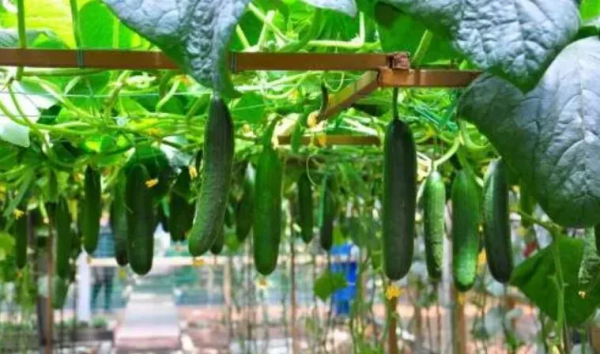 人均年收入40萬+,壽光蔬菜成功秘訣到底是什么