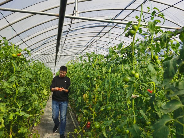 塑料大棚“智能化”,北京開展高效設(shè)施農(nóng)業(yè)用地試點(diǎn)