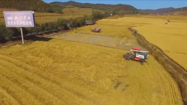 吉林水稻全程機械化作業, 助力增產增收