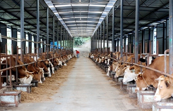 習水這五年:現代農業助推鄉村振興