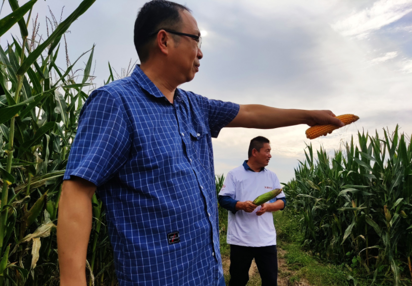 國家加大農業獎補力度，對農民種糧是個好消息，2022年該如何調整