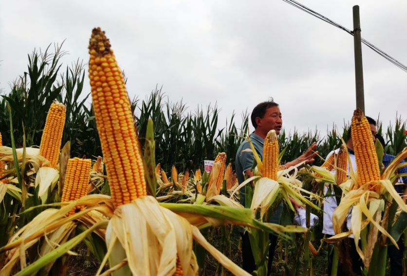 國家加大農業獎補力度，對農民種糧是個好消息，2022年該如何調整