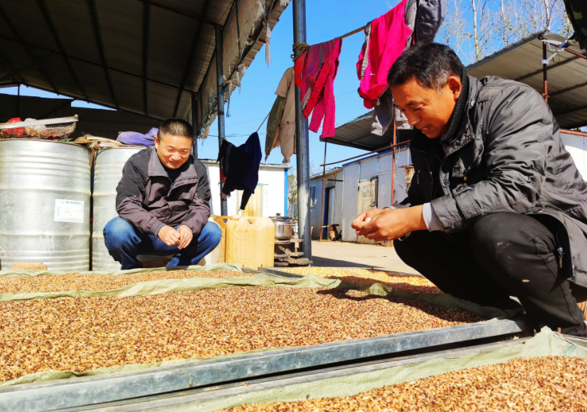 國家加大農業獎補力度，對農民種糧是個好消息，2022年該如何調整