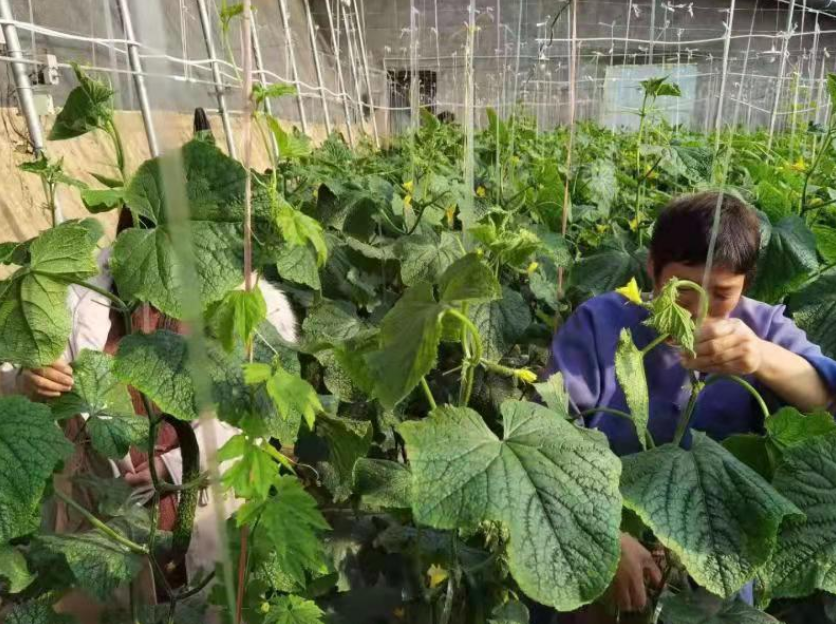 濰坊青州:智慧農(nóng)業(yè)為鄉(xiāng)村振興注入新活力