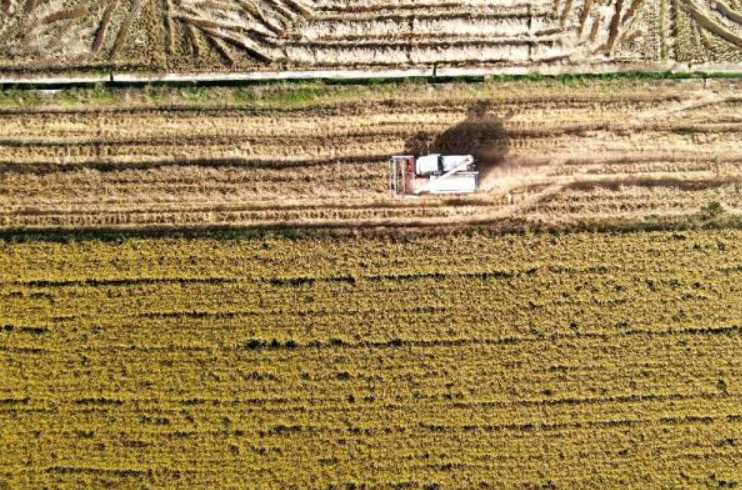 湖南婁底:種糧大戶收稻忙