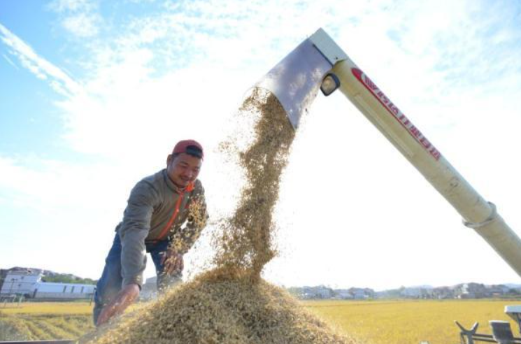 湖南婁底:種糧大戶收稻忙