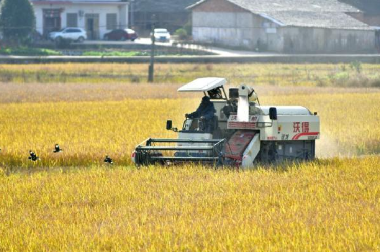 湖南婁底:種糧大戶收稻忙
