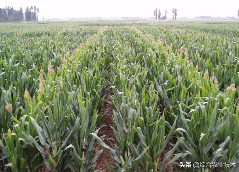 紅軸品種高產(chǎn)呢還是白品種高產(chǎn)？