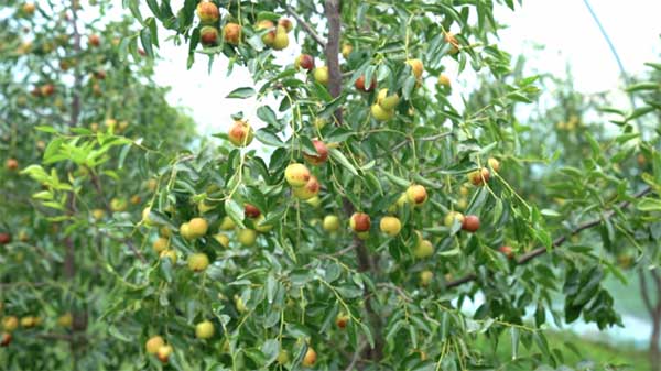 齊魯靈秀地 品牌農(nóng)產(chǎn)品:智慧大棚里的沾化冬棗