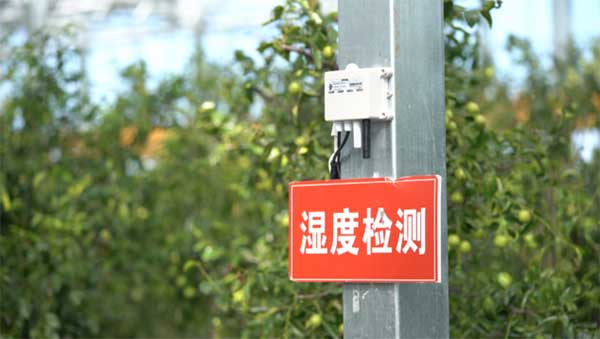 齊魯靈秀地 品牌農(nóng)產(chǎn)品:智慧大棚里的沾化冬棗