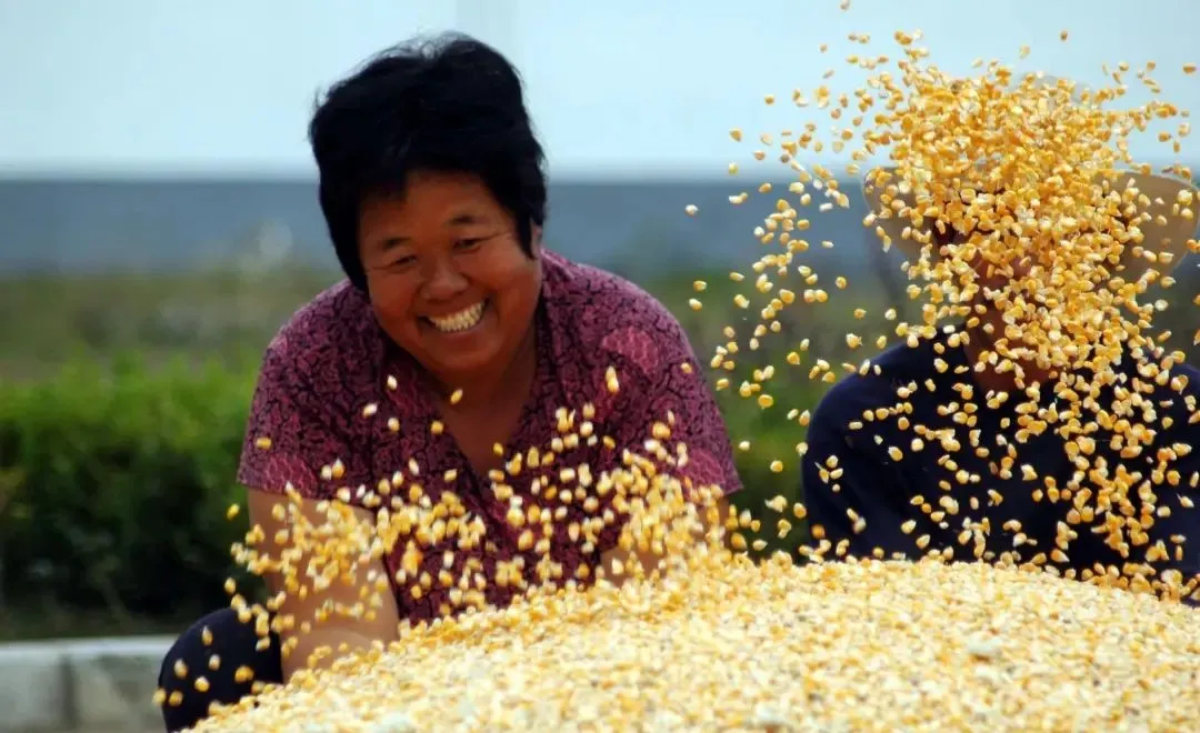 白描 苑鵬:現(xiàn)代化進(jìn)程中我國農(nóng)民全面發(fā)展的痛點