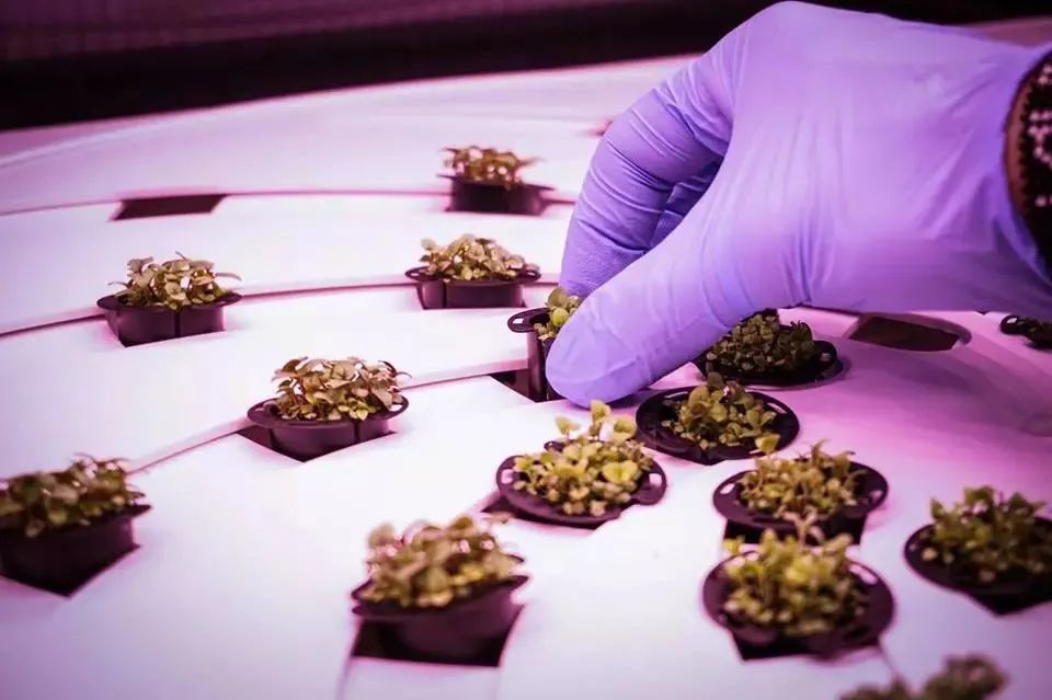 什么是垂直農場?垂直農場的盈利前景與經典案例