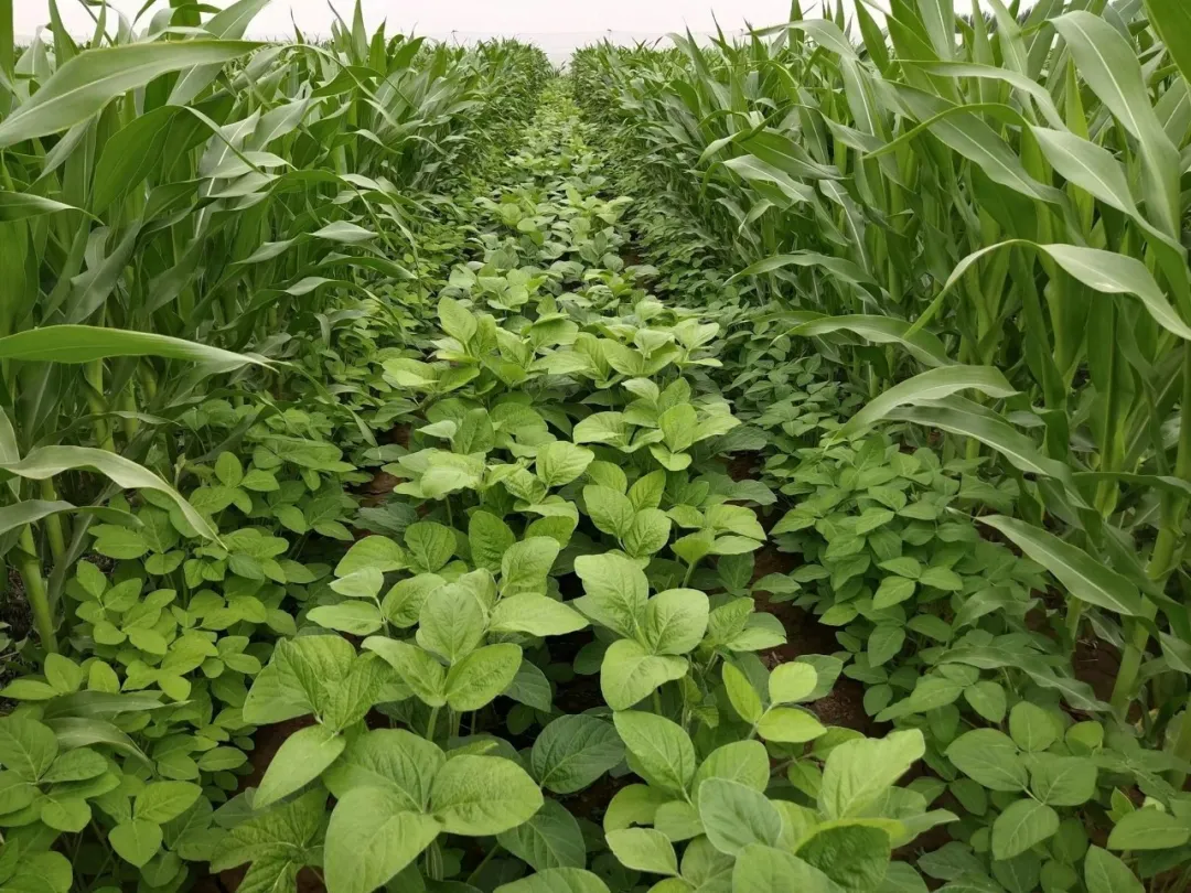 唐仁健部長多次提到的“玉米大豆帶狀復合種植技術(shù)”是什么?