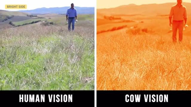 元宇宙催產(chǎn)!土耳其奶牛戴上VR頭盔