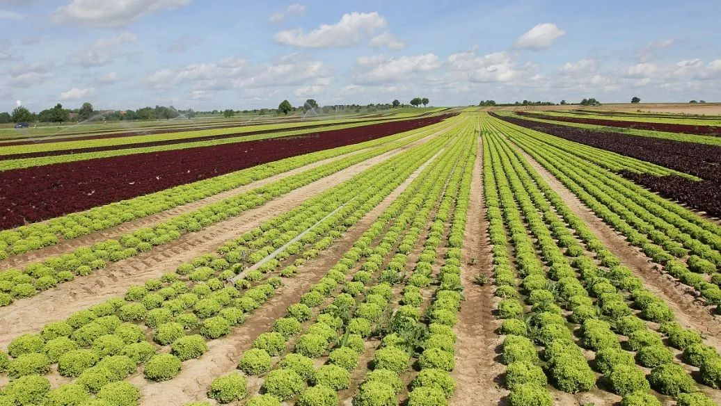 農業農村部信息中心主任王小兵:農產品電商發展迅速 農村數字治理機制正在形成