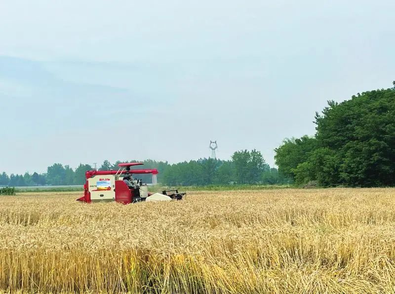 羅錫文院士現(xiàn)場指導!四川首個無人農場小麥豐收! 羅錫文院士現(xiàn)場指導!四川首個無人農場小麥豐收!