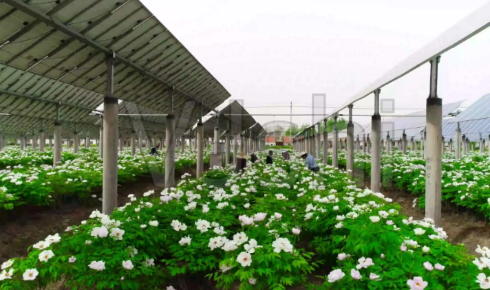 光伏農(nóng)業(yè)：政策利好，鄉(xiāng)村振興加速器，但商業(yè)模式有待升級