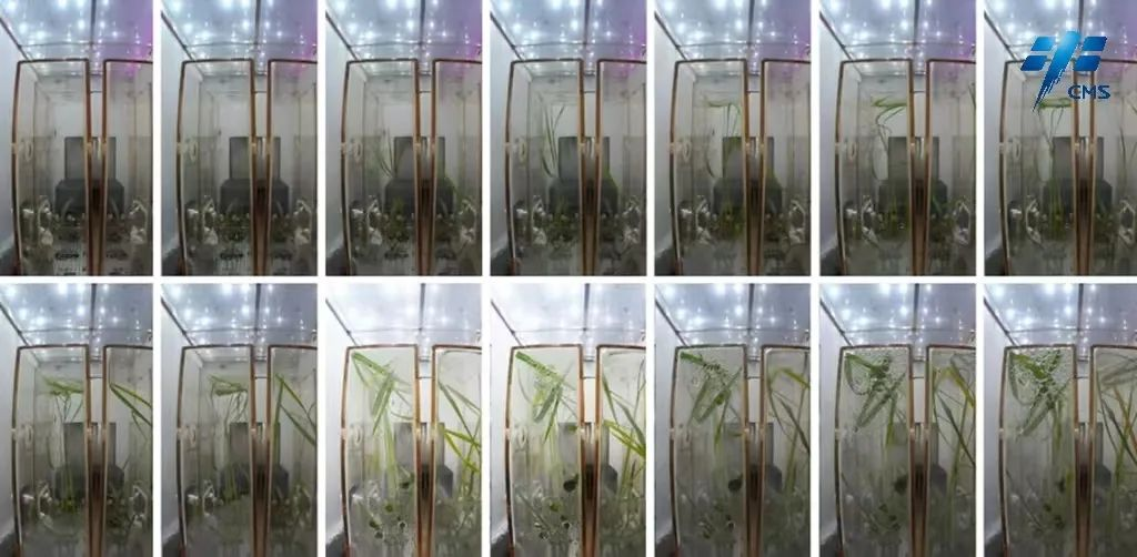 中國空間站問天實驗艙中擬南芥種子和水稻種子已成功萌發 目前長勢良好 中國空間站問天實驗艙中擬南芥種子和水稻種子已成功萌發 目前長勢良好