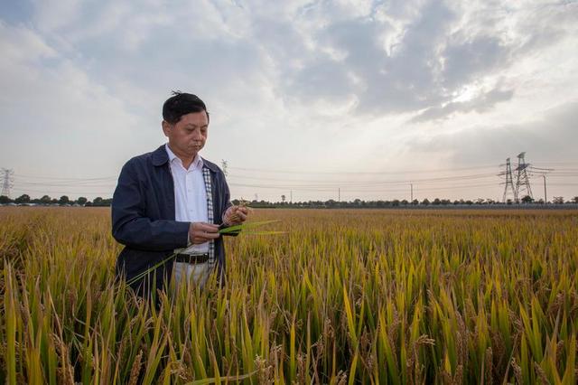 讓中國的水養(yǎng)得起中國的稻 世界首創(chuàng)的上海稻種可減排90%,掀起水稻“藍(lán)色革命” 讓中國的水養(yǎng)得起中國的稻 世界首創(chuàng)的上海稻種可減排90%,掀起水稻“藍(lán)色革命”