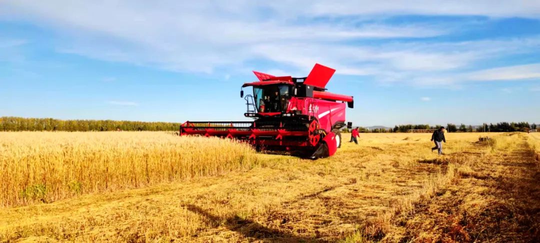 國內(nèi)首款智能 大型 喂入量15公斤谷物聯(lián)合收割機(jī)在中國一拖研制成功