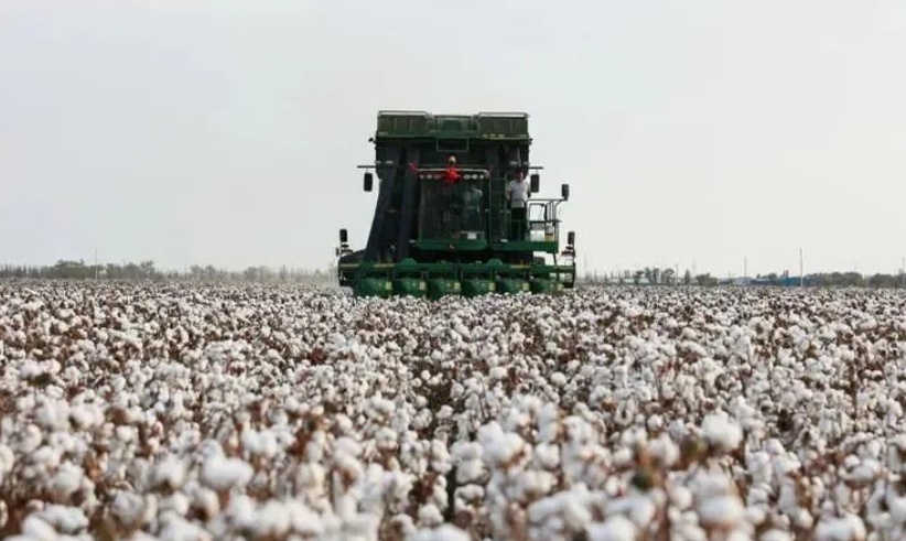 從人拉犁耙到全程機械化 棉農實現“輕松”種地 從人拉犁耙到全程機械化 棉農實現“輕松”種地